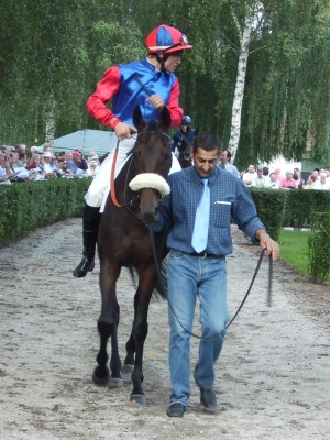 Rennpferd mit Jockey in Hoerdt